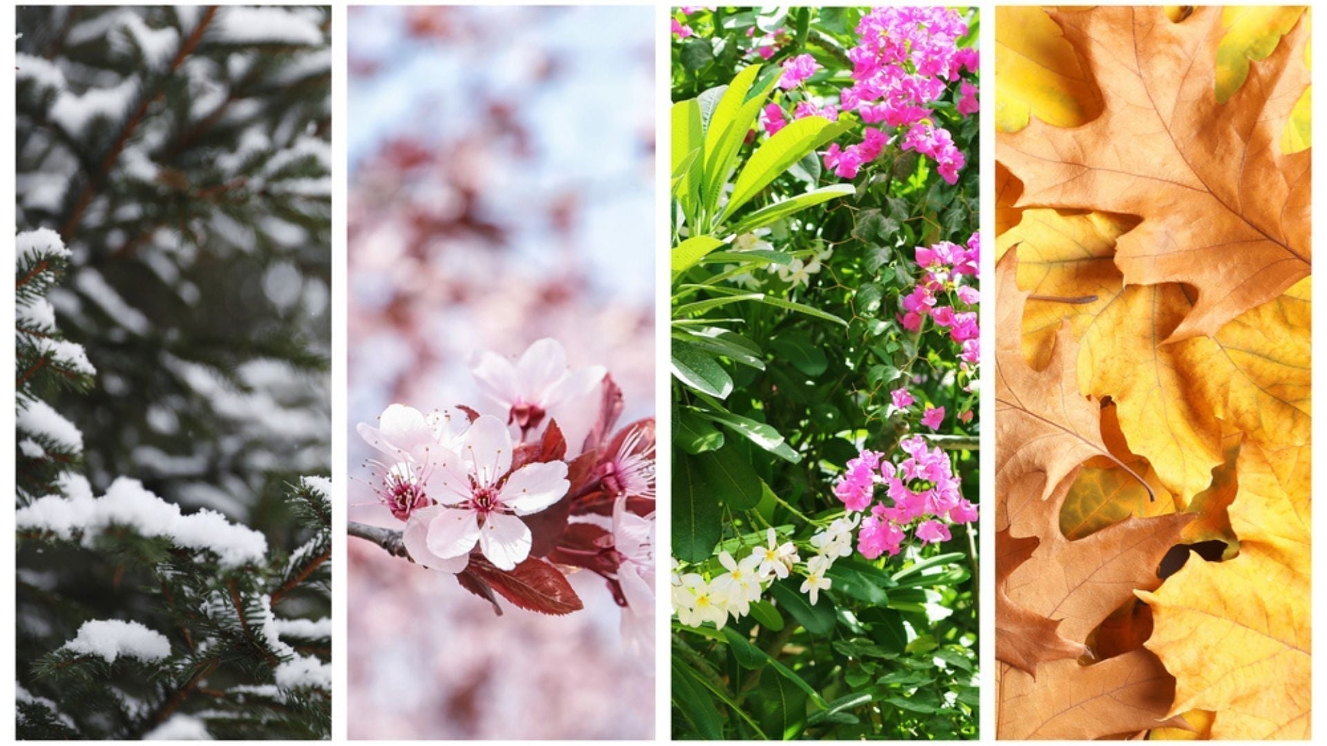 Illustration des quatre saisons mettant en avant l'impact des variations climatiques sur le choix des parfums, avec des images représentant l'hiver, le printemps, l'été et l'automne.